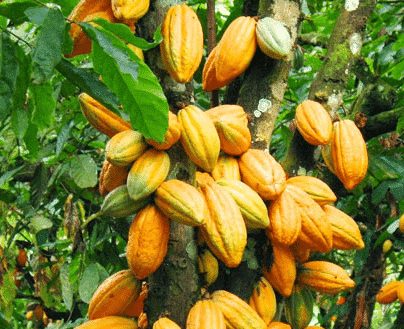 Industri Kakao di Indonesia1