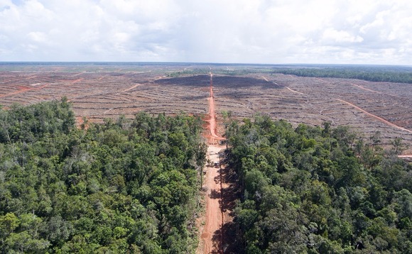 Deforestasi Berkurang Secara Global Tetapi Tetap Mengkhawatirkan di Indonesia